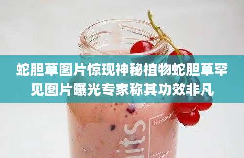 蛇胆草图片惊现神秘植物蛇胆草罕见图片曝光专家称其功效非凡