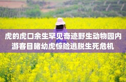 虎的虎口余生罕见奇迹野生动物园内游客目睹幼虎惊险逃脱生死危机