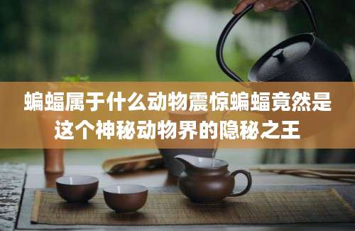蝙蝠属于什么动物震惊蝙蝠竟然是这个神秘动物界的隐秘之王