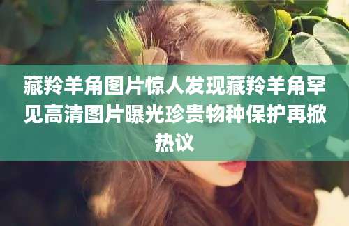 藏羚羊角图片惊人发现藏羚羊角罕见高清图片曝光珍贵物种保护再掀热议