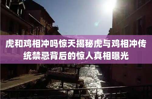 虎和鸡相冲吗惊天揭秘虎与鸡相冲传统禁忌背后的惊人真相曝光