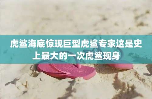 虎鲨海底惊现巨型虎鲨专家这是史上最大的一次虎鲨现身