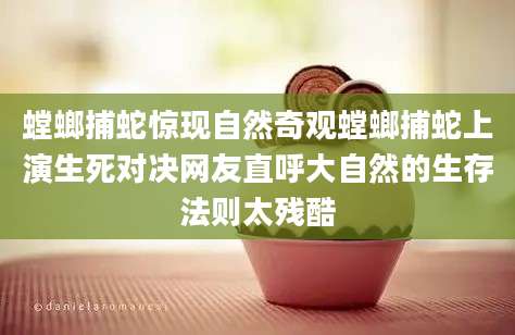 螳螂捕蛇惊现自然奇观螳螂捕蛇上演生死对决网友直呼大自然的生存法则太残酷