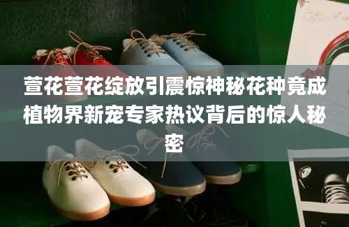 萱花萱花绽放引震惊神秘花种竟成植物界新宠专家热议背后的惊人秘密