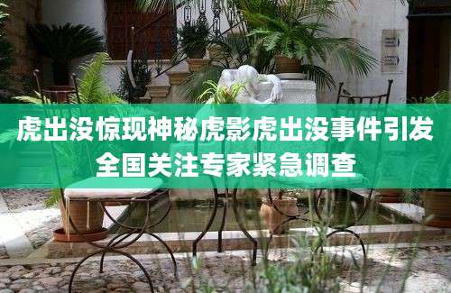 虎出没惊现神秘虎影虎出没事件引发全国关注专家紧急调查