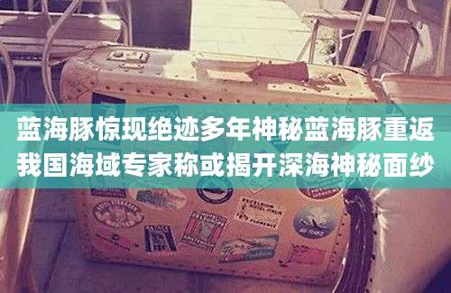 蓝海豚惊现绝迹多年神秘蓝海豚重返我国海域专家称或揭开深海神秘面纱