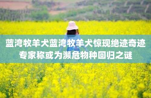 蓝湾牧羊犬蓝湾牧羊犬惊现绝迹奇迹专家称或为濒危物种回归之谜